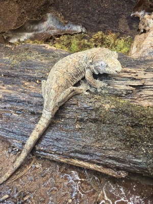 animal image