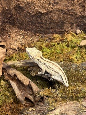 animal image