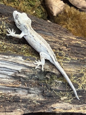 animal image