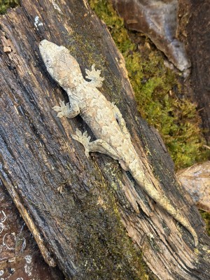 animal image