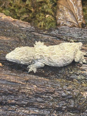 animal image