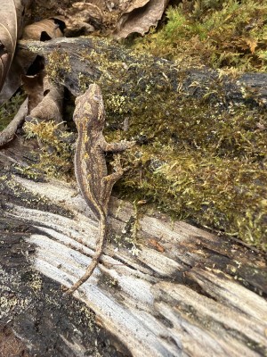 animal image