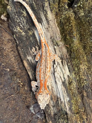 animal image