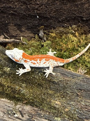 animal image