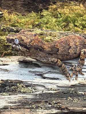 animal image
