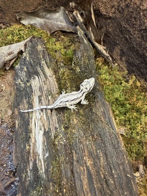 animal image