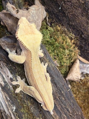 animal image