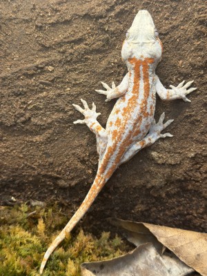 animal image