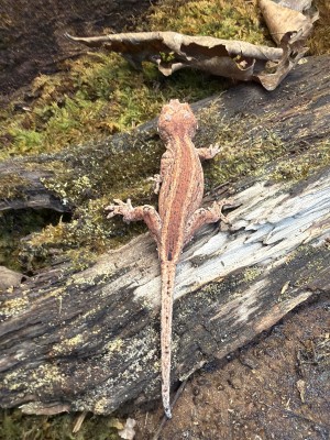 animal image