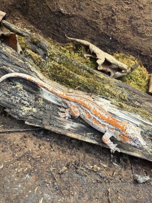 animal image
