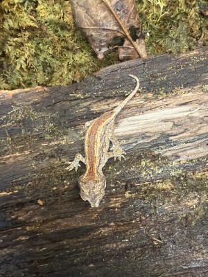 animal image