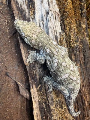 animal image