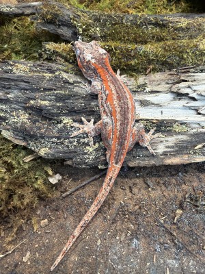 animal image