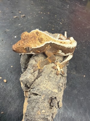 animal image