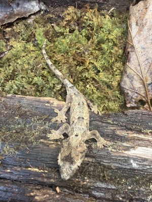 animal image