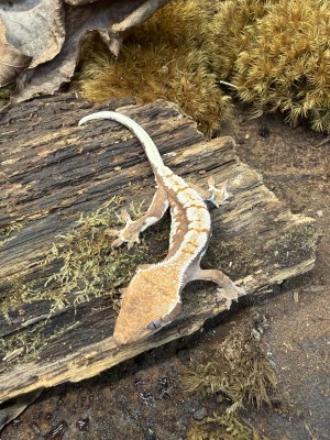 animal image