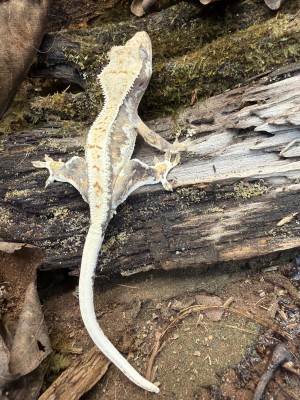 animal image