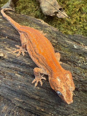 animal image