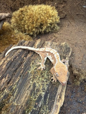 animal image