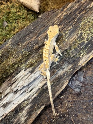 animal image