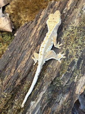 animal image