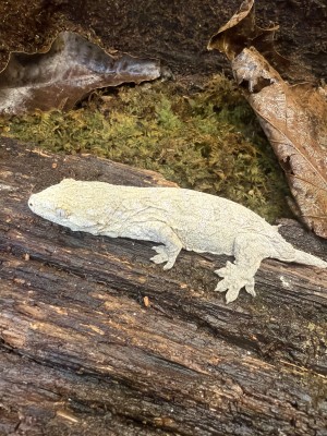 animal image