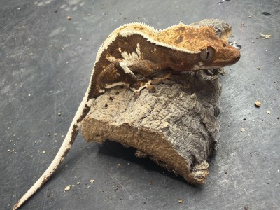 animal image