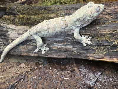 animal image