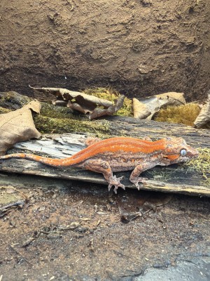 animal image