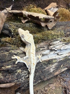 animal image