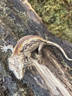 animal image