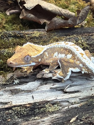 animal image