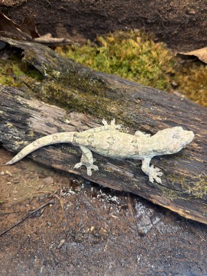 animal image