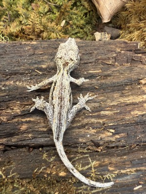 animal image