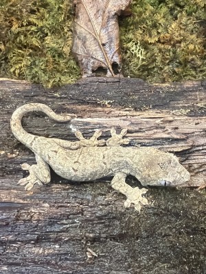 animal image