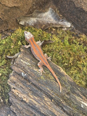 animal image