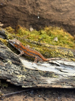 animal image