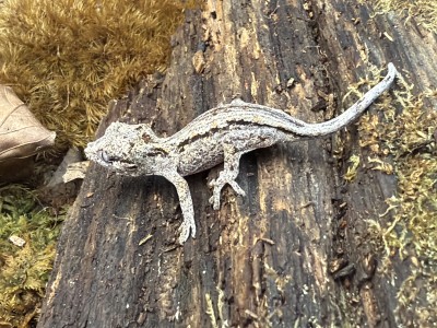 animal image