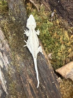 animal image