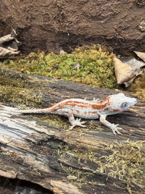 animal image