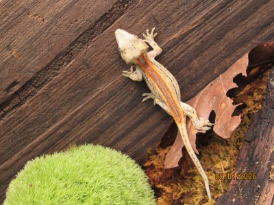 animal image