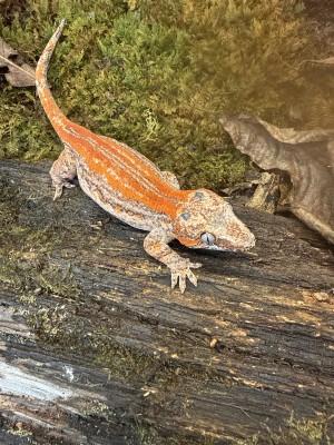 animal image
