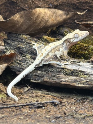 animal image