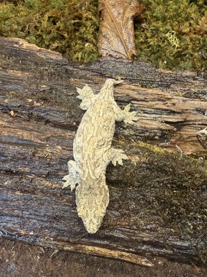 animal image