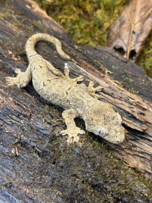 animal image