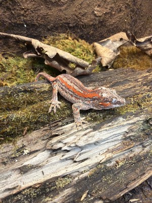 animal image