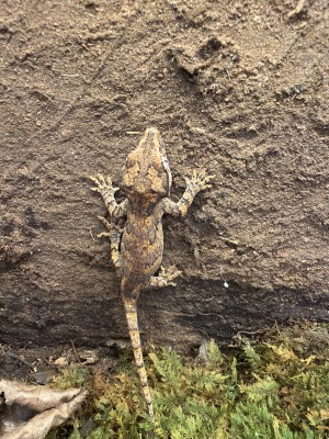 animal image