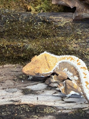 animal image