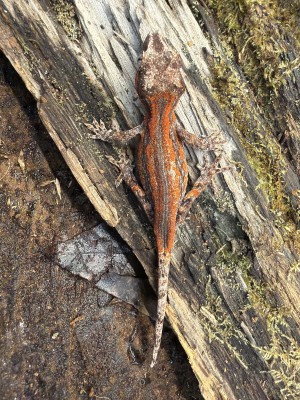 animal image