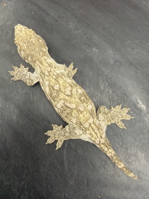 animal image